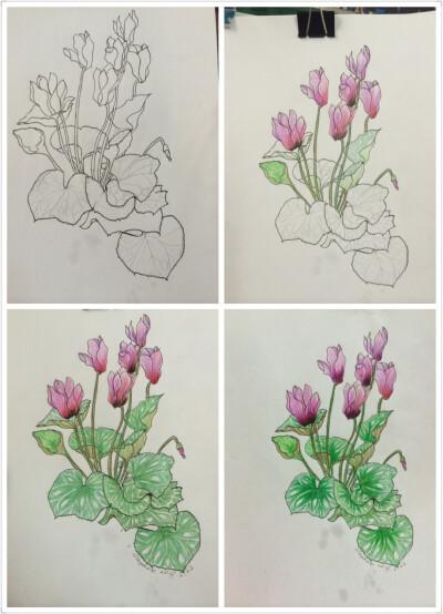 仙客来-送给母亲的画