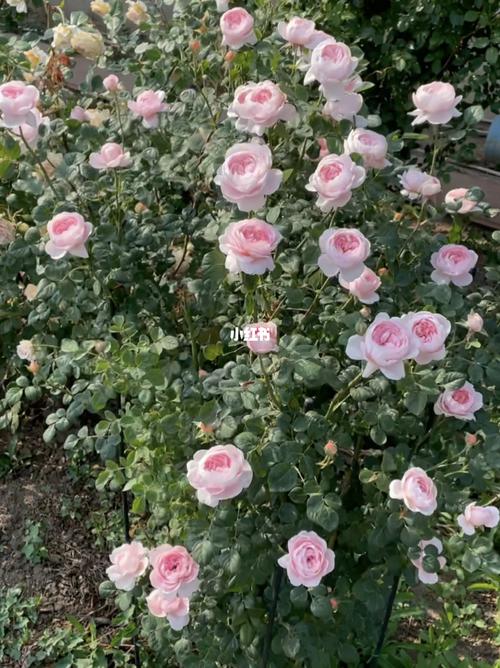 盛花期的瑞典女王_月季_家居家装_家居装饰