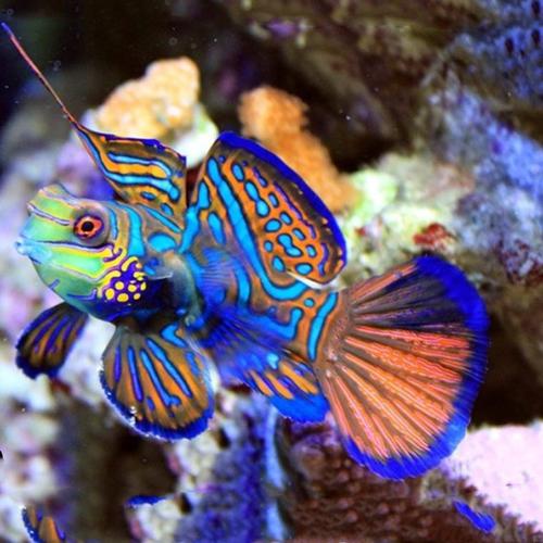 五彩青蛙鱼海水观赏鱼水族宠物活体顺丰包活