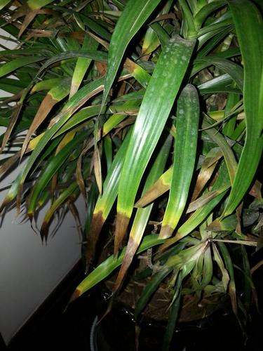 龙血树叶子发黄发黑是怎么回事?如图.