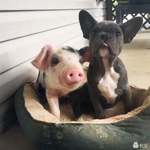 养一伙"猪朋狗友"是什么样的体验?