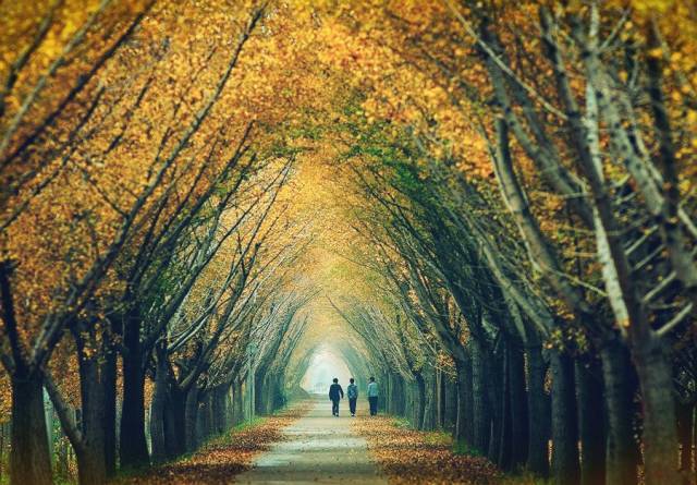 为迎接孙中山灵柩修中山路和陵园大道的时候,又陆续种下2万棵法国梧桐