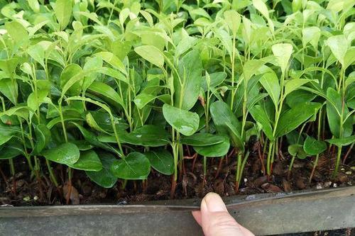 8/棵 人心果树苗 人心果苗  人生果苗