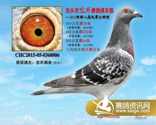 包头北方公棚2015年优胜鸽欣赏