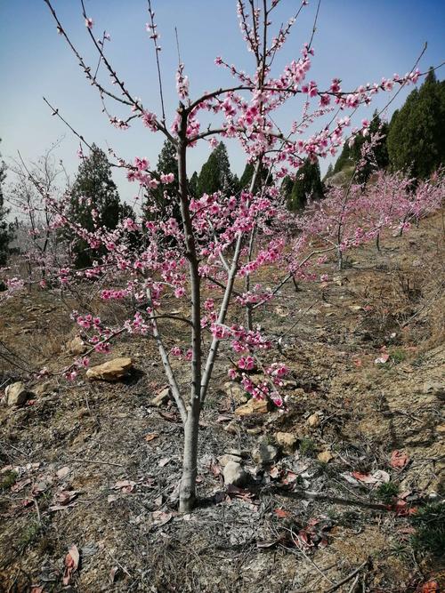 四月桃花红满园