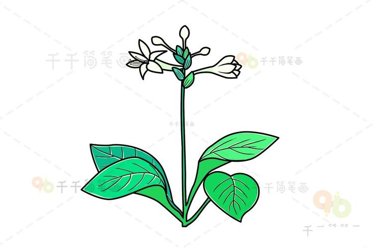 喜欢的带走吧～ 简单易学的玉簪简笔画教程 植物简笔画,花朵简笔画