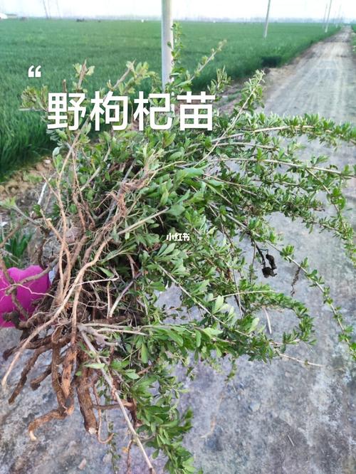 路边捡了一堆野枸杞苗_枸杞_书籍_美食_美食展示