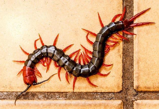 蜈蚣作为"五毒"之一,大公鸡吃掉它以后,为什么不会中毒?