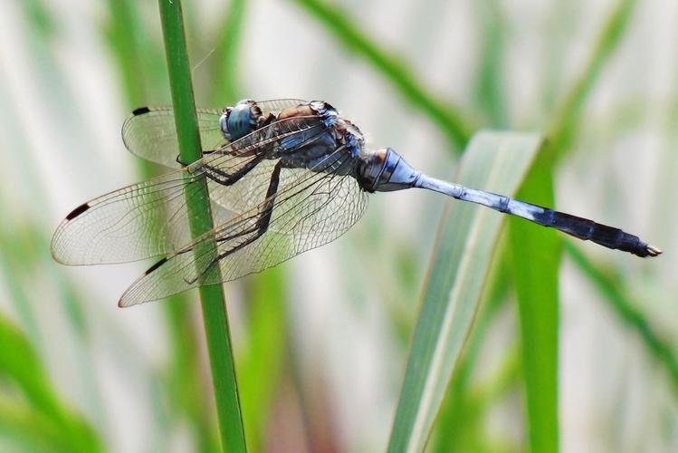 大蓝蜻蜓