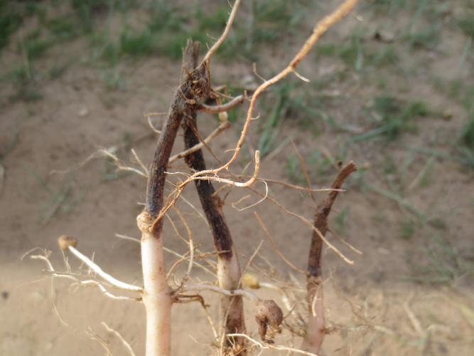 专家解答:马铃薯根部有褐色丝条,到底是黑痣病还是黑胫病