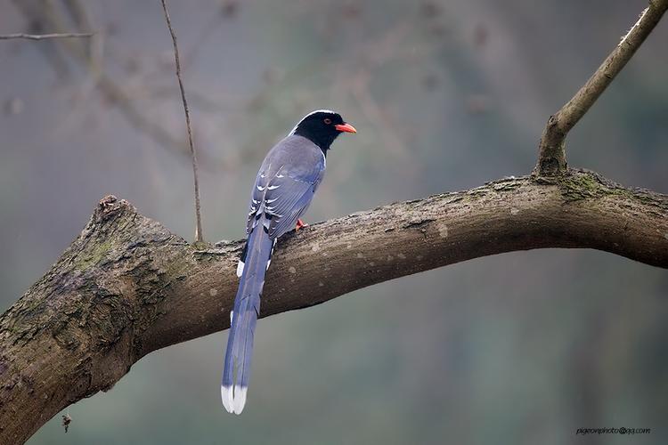 看看本站 类似作品 √野生鸟类 √红嘴蓝鹊 √野鸟部落