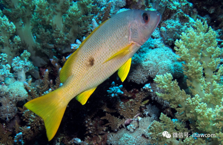 物种图册单斑笛鲷