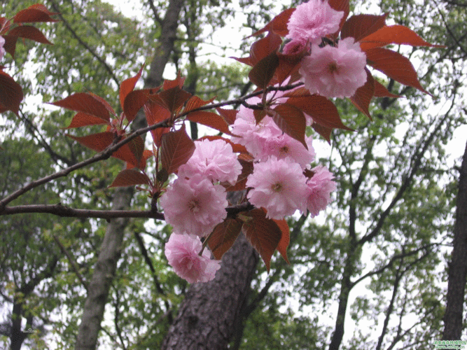 红叶樱花形态图片