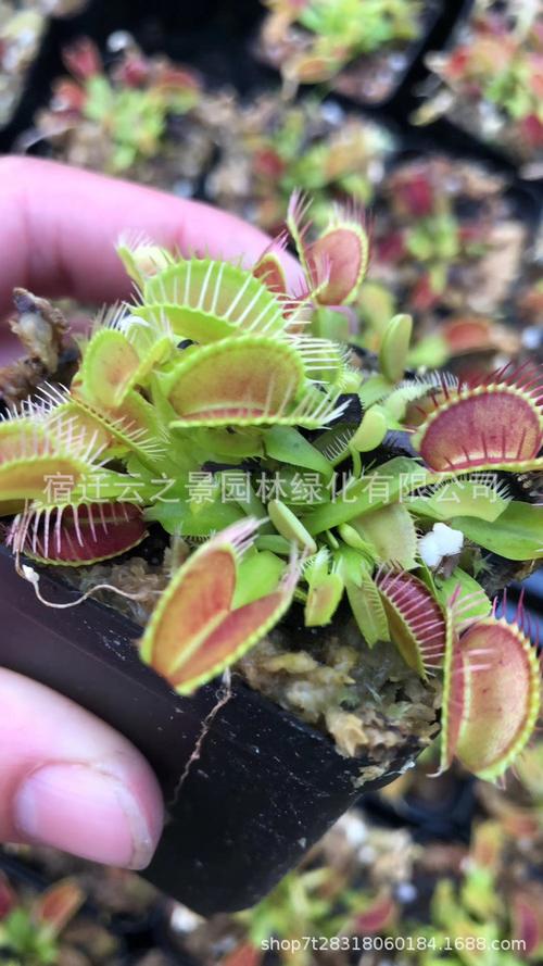 捕蝇草小苗驱虫食虫植物 驱蚊子捕苍蝇盆栽绿植食虫草