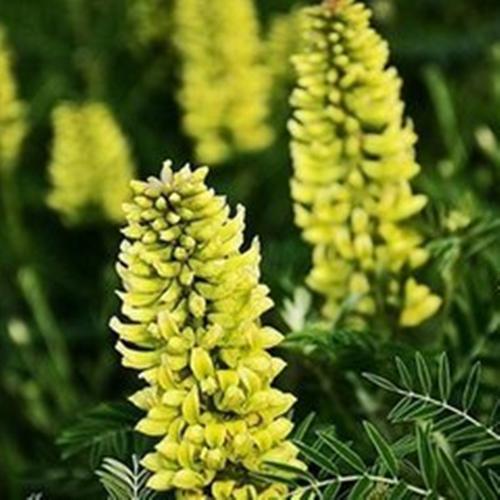 批发供应苦豆子种子牧草黄豆 苦豆子种子 葫芦巴种子量大从原产地