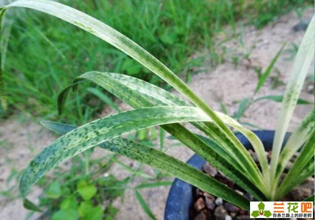 兰花白斑病怎么处理?