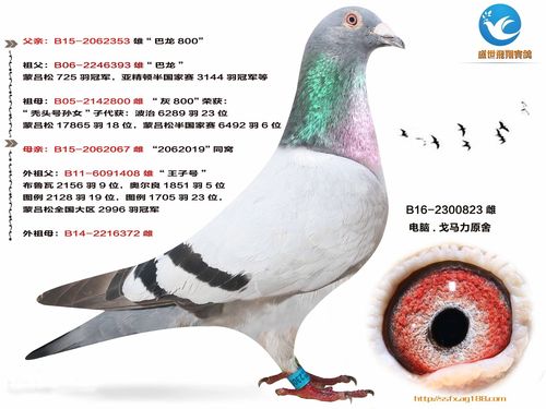 戈马力近亲 清舍,功勋种鸽_盛世飞翔_ag188.