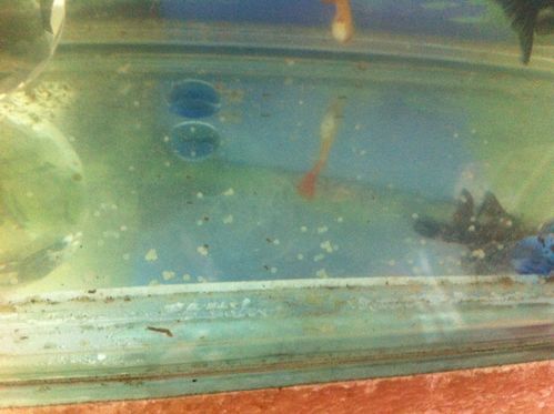 鱼缸里出现好多白色颗粒 不像是产卵啊