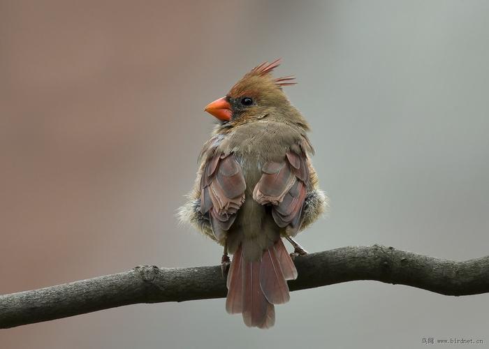 红衣主教(cardinal)