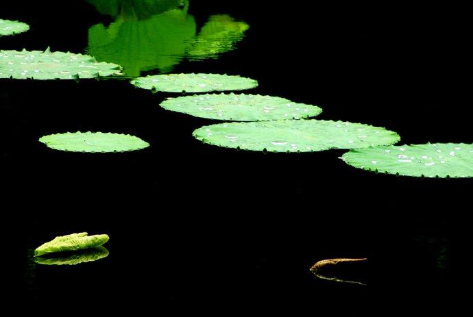 我之浮萍,随她来去