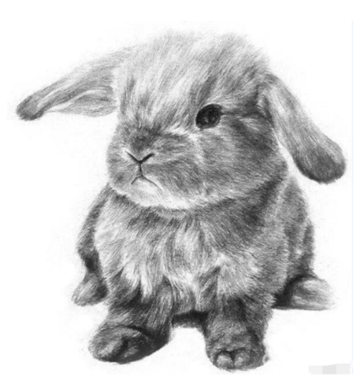 兔子简单的素描怎么画