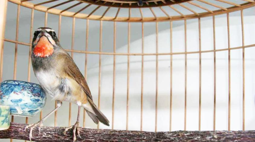 红靛颏母鸟叫声视频在线观看 - 西瓜视频