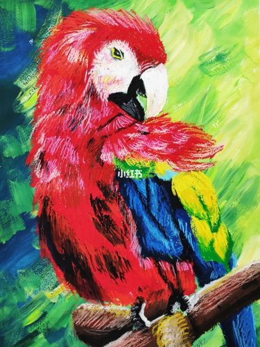 重彩金刚鹦鹉_鹦鹉_彩金_文化_绘画