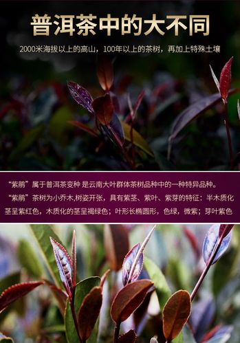 500g云南勐海普洱茶生茶散装茶紫茶叶大树紫芽茶茶叶