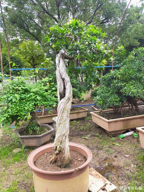 文人舍利高杆石榴盆景,高1.4米