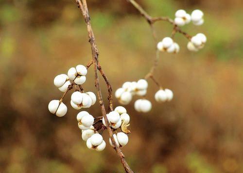 "偶看桕树梢头白,疑是江海小着花",好看的乌桕籽来了