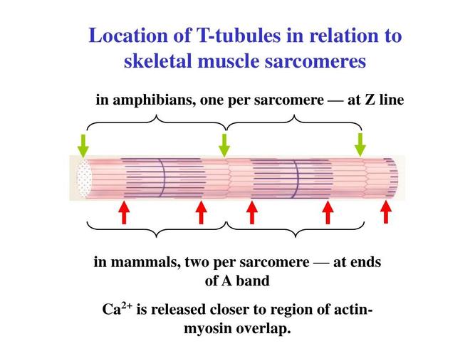 location of t-tubules in relation to skeletal muscle sarcomeres