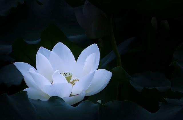 情感测试:选一朵你最喜欢的白莲花,测你最丑陋的一面是什么