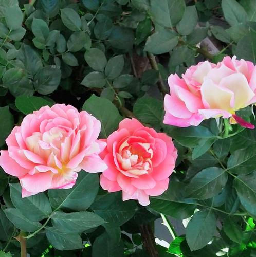 妖娆金边月季花