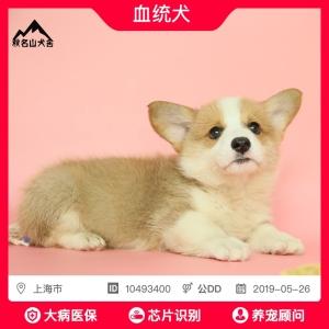 柯基犬纯种幼犬赛级威尔士柯基犬【证书 芯片 保险】10493400