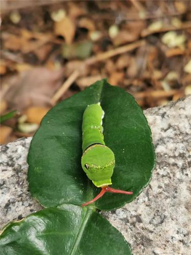 玉带凤蝶幼虫比蓝凤蝶幼虫更容易发怒,动不动就伸臭腺角,且释放的