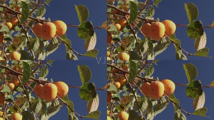【4k超清】实拍的柿子成熟镜头