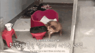 每天坚持坐在巷口等待主人归来的跛脚狗狗,背后的原因