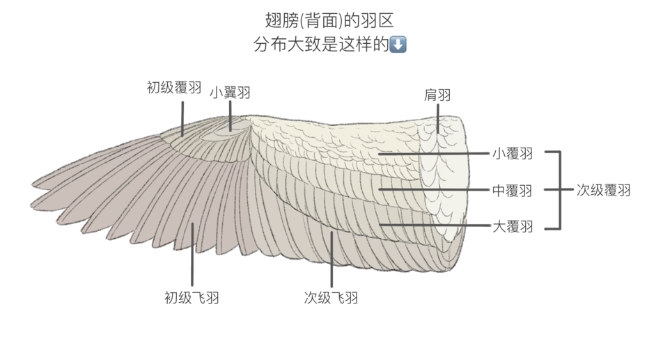 毛概羽毛的结构与辨识概述第二版