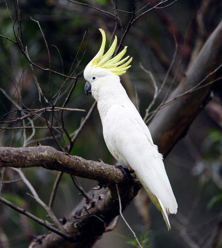 白化的,就脑袋间上有黄毛,大型鹦鹉.叫什么?脸两旁没红塞