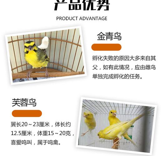 育雏金青鸟 农家养殖金青鸟 商品金青鸟 出售价格