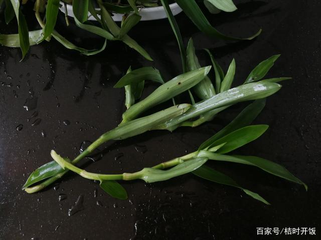 狮子头草的全身照 举报/反馈
