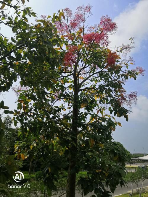北海乔木类花:槭叶瓶干树.