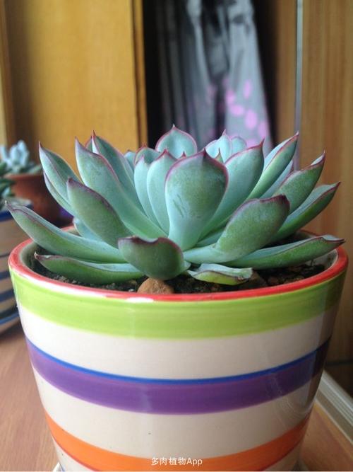 请大家帮看看这是花月夜还是雨燕座