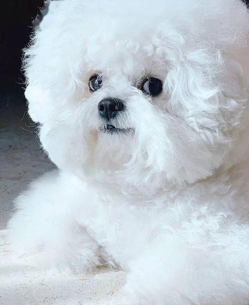 不过萌妹还是要替joseph说句话,一般比熊的发型都是圆滚滚的样子,毛