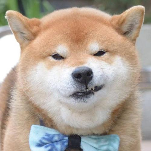 邪魅高冷总裁范儿,这是一只全世界最酷的柴犬!