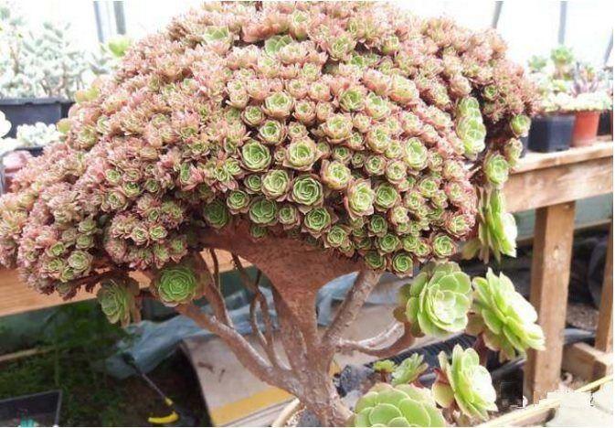 大神养的多肉老桩,因太美!让我怀疑是"假"的,足足看了