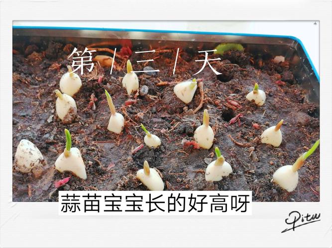 【石桐涵】蒜苗成长记