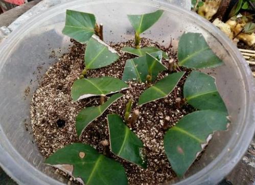 茶花扦插"小妙招",1根枝条插多盆,方法简单生根快