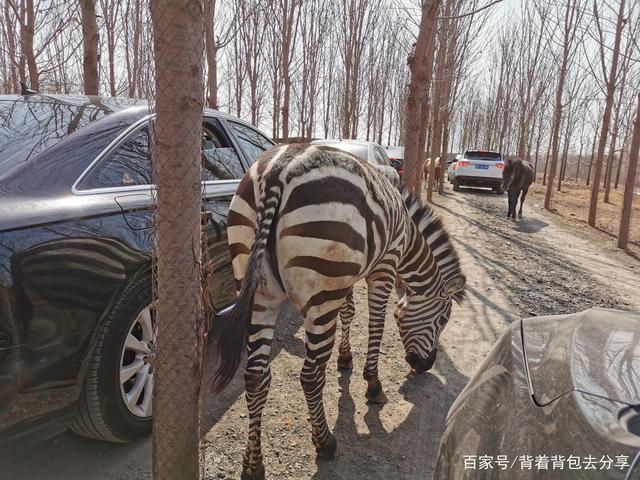 最适合亲子互动游,曲阜长鹿野生动物园,可零距离接触