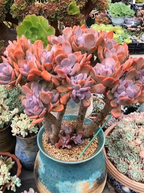 多肉植物一物一拍云南精品萌肉盆栽小芳菠萝 灰姑娘超大老桩群生